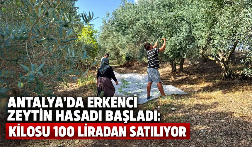 Antalya’da erkenci zeytin hasadı başladı: Kilosu 100 liradan satılıyor