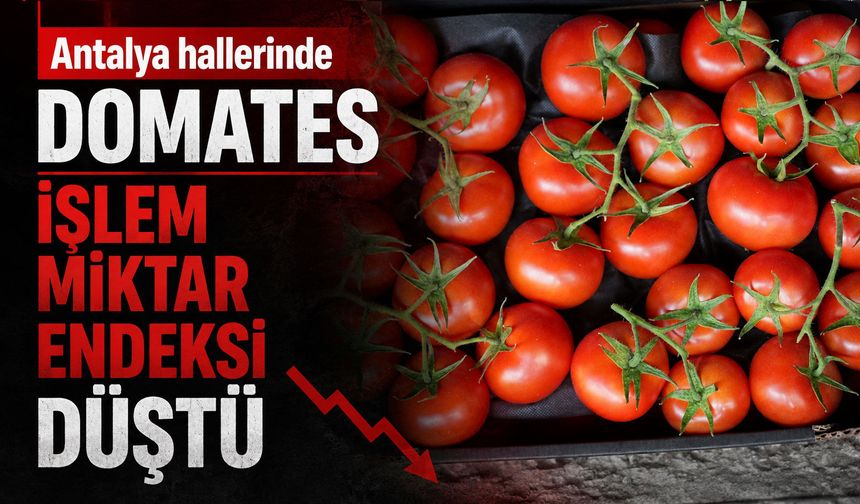 Antalya hallerinde domates işlem miktar endeksi düştü
