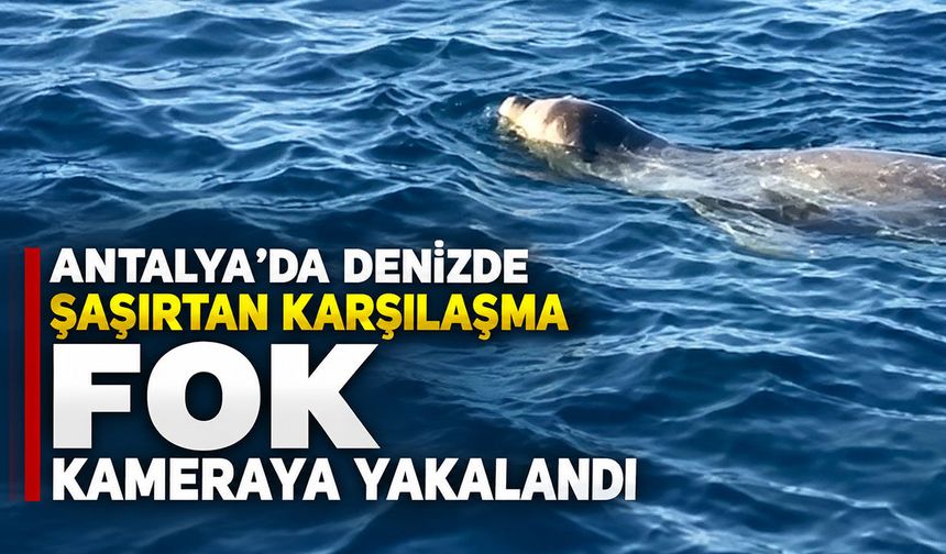 Antalya’da denizde şaşırtan karşılaşma: Fok görüntülendi