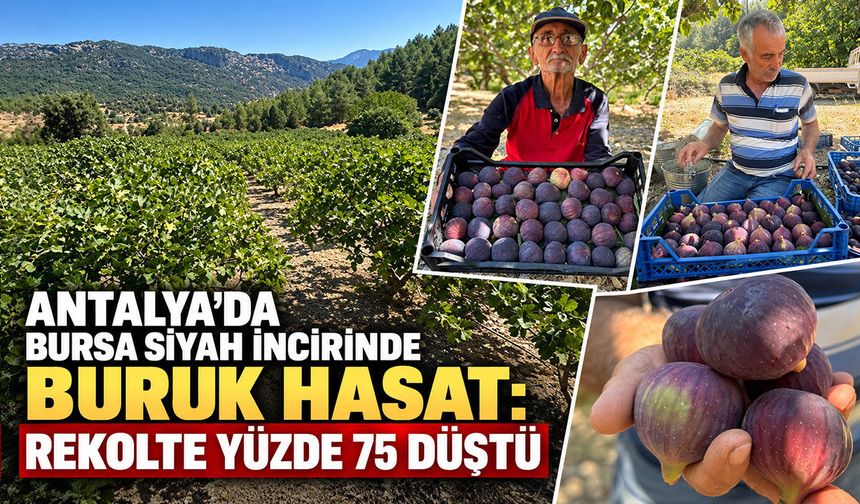 Antalya’da Bursa siyah incirinde buruk hasat: Rekolte yüzde 75 düştü