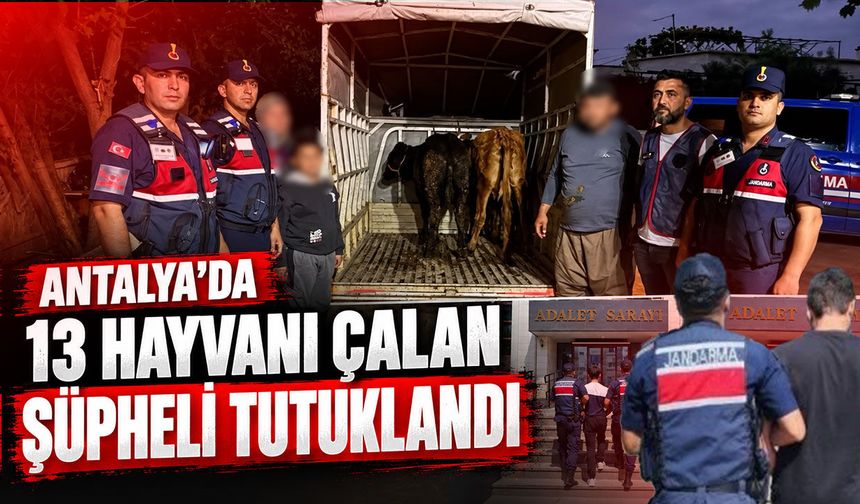 Antalya’da 13 hayvan çalan şüpheli tutuklandı