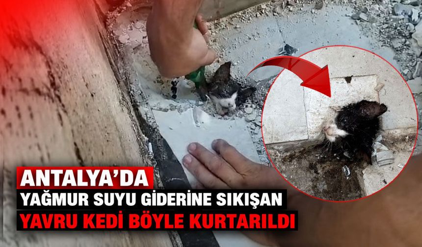Antalya’da yağmur suyu giderine sıkışan yavru kedi böyle kurtarıldı