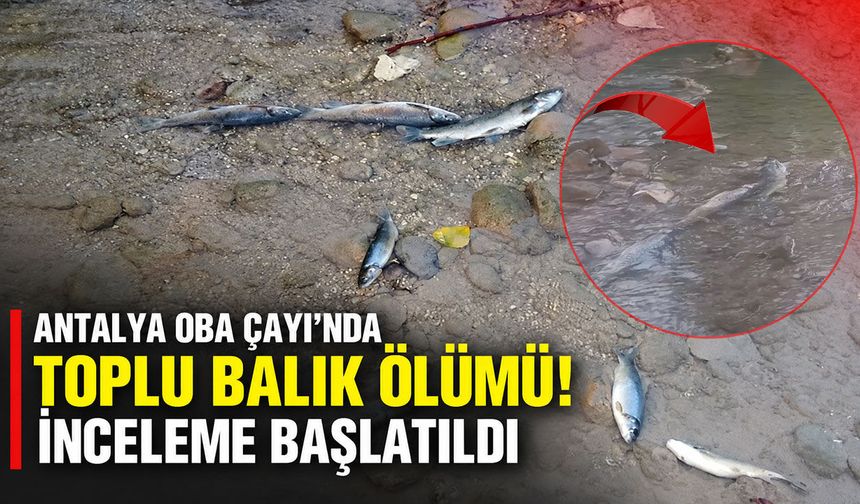 Antalya Oba Çayı’nda toplu balık ölümü! İnceleme başlatıldı