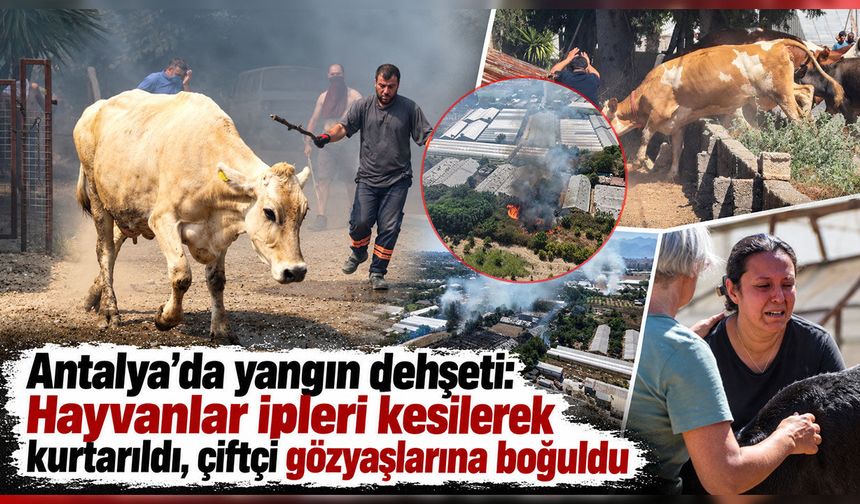 Antalya’da yangın dehşeti: Hayvanlar ipleri kesilerek kurtarıldı, çiftçi gözyaşlarına boğuldu