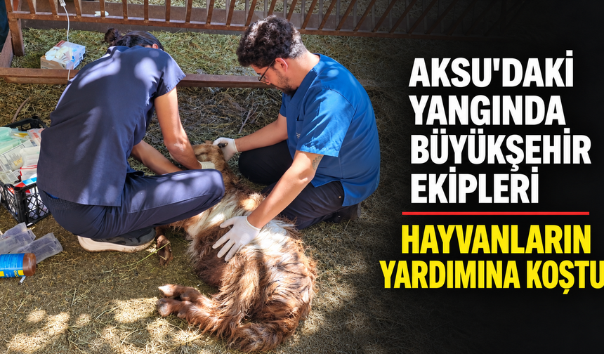 Aksu'daki yangında büyükşehir ekipleri hayvanların yardımına koştu