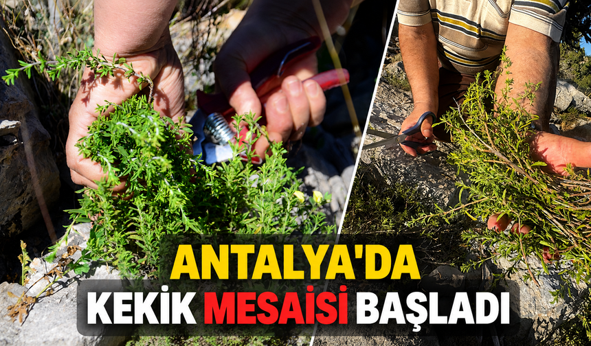 Antalya'da kekik mesaisi başladı