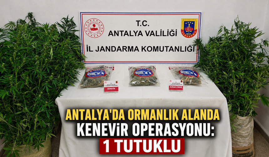 Antalya'da ormanlık alanda kenevir operasyonu: 1 tutuklu