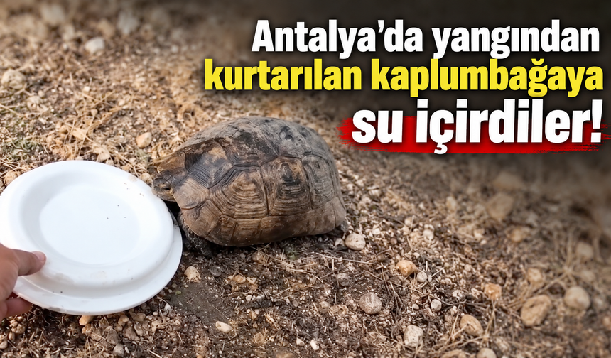 Antalya'da yangından kurtarılan kaplumbağaya su içirdiler!