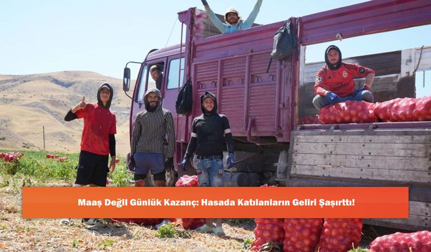 Maaş Değil Günlük Kazanç: Hasada Katılanların Geliri Şaşırttı!