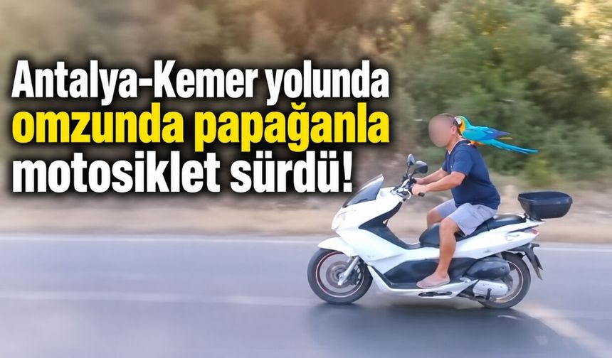 Antalya-Kemer yolunda omzunda papağanla motosiklet sürdü!