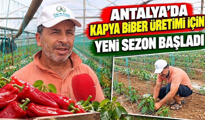 Antalya'da kapya biber üretimi için yeni sezon başladı