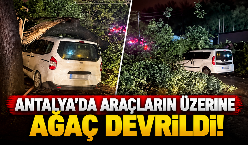 Antalya’da araçların üzerine ağaç devrildi!