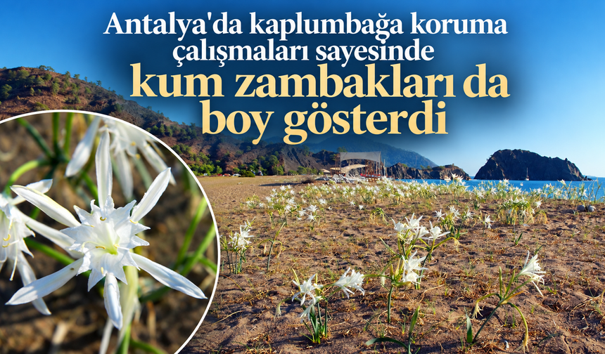 Antalya'da kaplumbağa koruma çalışmaları sayesinde kum zambakları da boy gösterdi