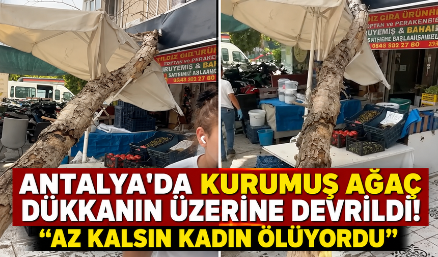 Antalya'da kurumuş ağaç dükkanın üzerine devrildi! "Az kalsın kadın ölüyordu"
