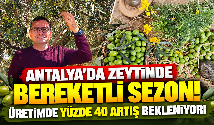 Antalya’da zeytinde bereketli sezon: Üretimde yüzde 40 artış bekleniyor!