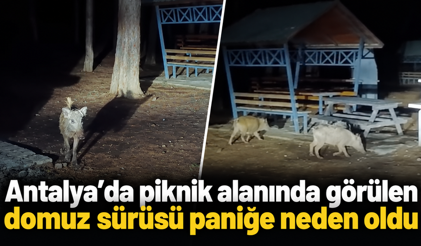 Antalya’da piknik alanında görülen domuz sürüsü paniğe neden oldu