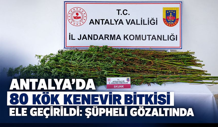 Antalya'da 80 kök kenevir bitkisi ele geçirildi: Şüpheli gözaltında