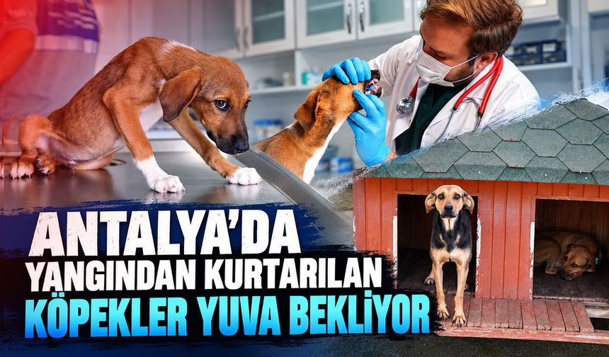 Antalya'da yangından kurtarılan köpekler yeni yuvalarını bekliyor