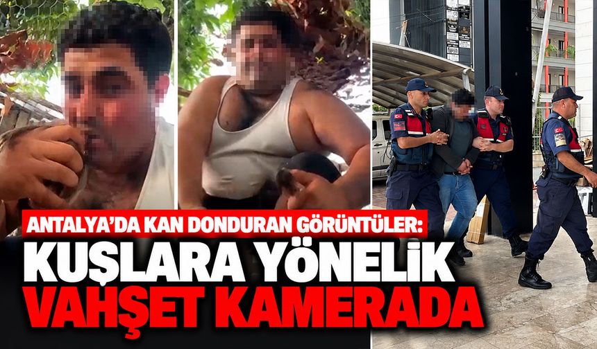 Antalya’da kan donduran görüntüler: Kuşlara yönelik vahşet kamerada