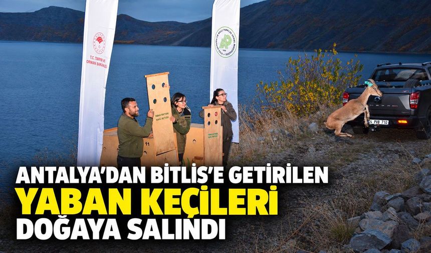 Antalya’dan Bitlis’e getirilen yaban keçileri doğaya salındı