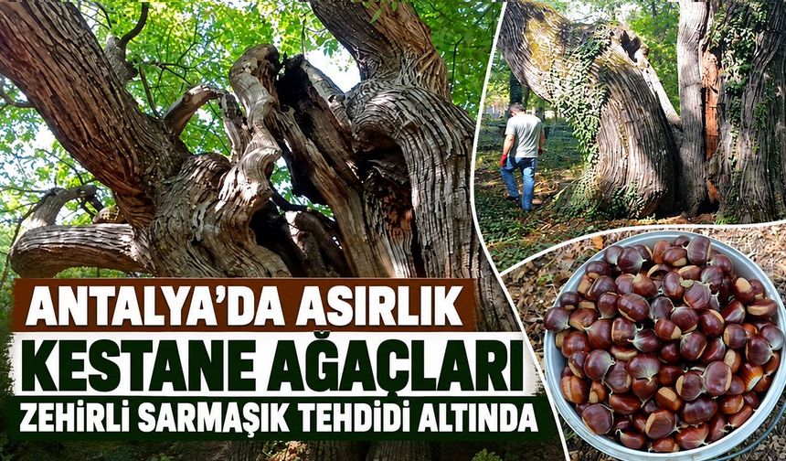 Antalya’da asırlık kestane ağaçları zehirli sarmaşık tehdidi altında