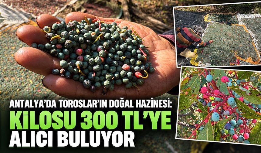 Antalya’da Toroslar’ın doğal hazinesi: Kilosu 300 TL’ye alıcı buluyor