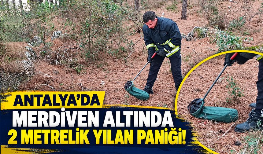 Antalya’da merdiven altında 2 metrelik yılan paniği!