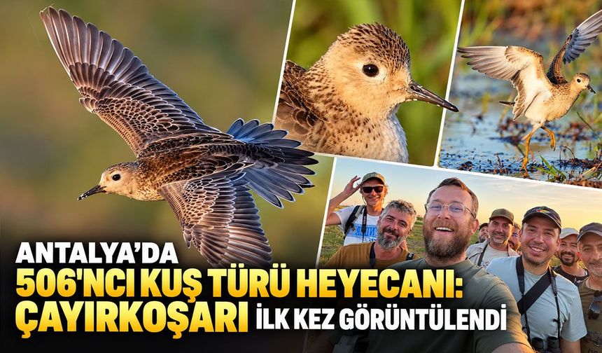 Antalya’da 506'ncı kuş türü heyecanı: Çayırkoşarı ilk kez görüntülendi