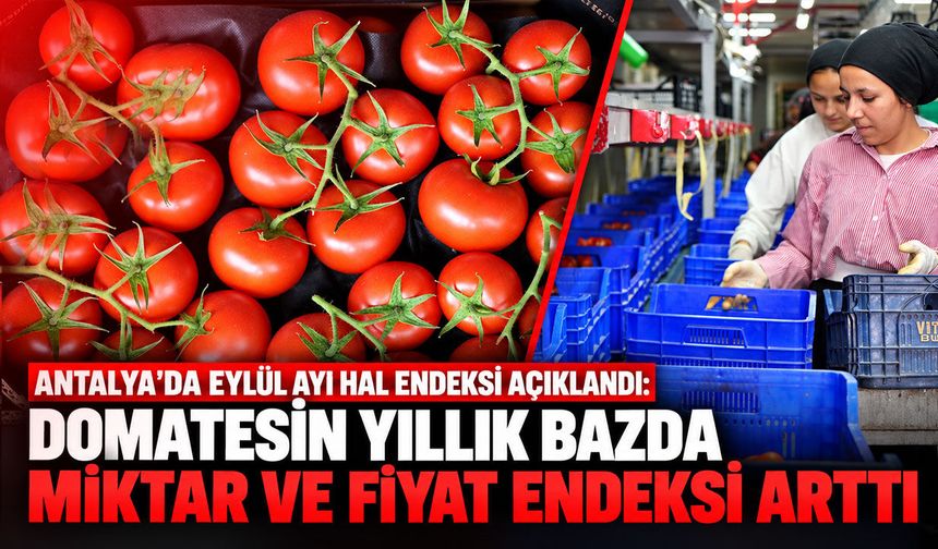 Antalya'da Eylül ayı hal endeksi açıklandı: Domatesin yıllık bazda miktar ve fiyat endeksi arttı