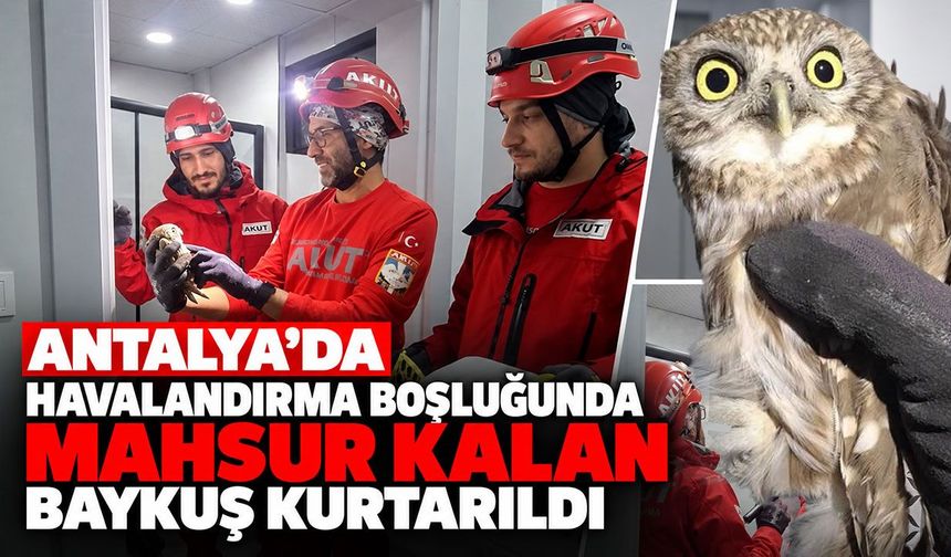 Antalya’da havalandırma boşluğunda mahsur kalan baykuş kurtarıldı