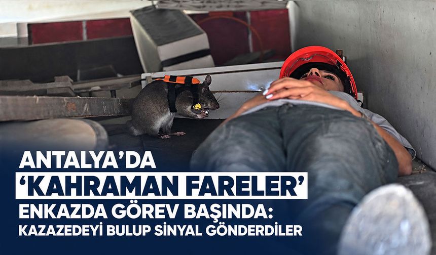 Antalya’da ‘Kahraman Fareler’ enkazda görev başında: Kazazedeyi bulup sinyal gönderdiler