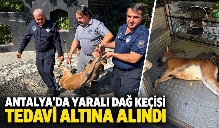 Antalya’da yaralı dağ keçisi tedavi altına alındı