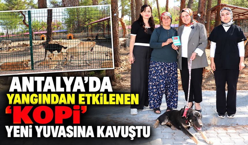 Antalya’da yangından etkilenen “Kopi” yeni yuvasına kavuştu