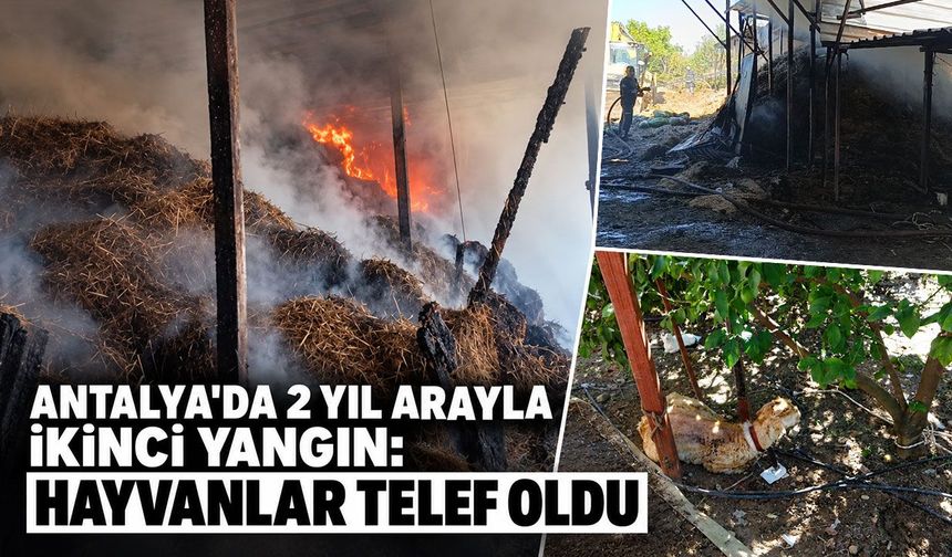 Antalya'da 2 yıl arayla ikinci yangın: Hayvanlar telef oldu