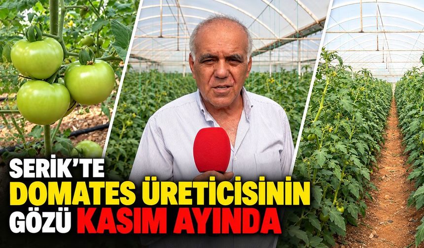 Serik'te domates üreticisinin gözü kasım ayında