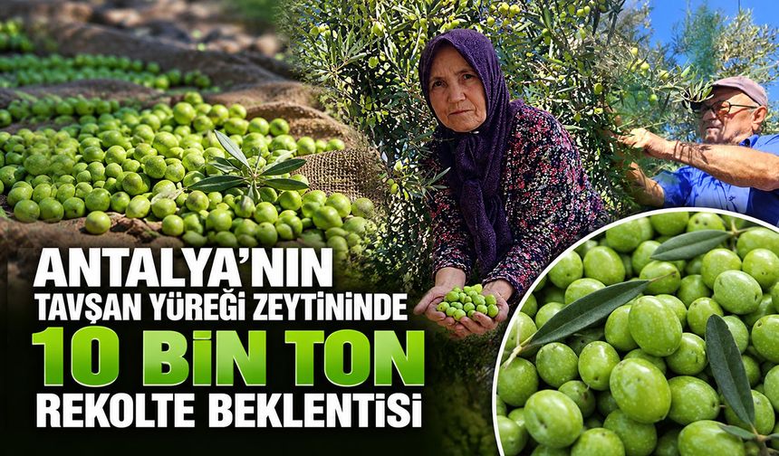 Antalya’nın tavşan yüreği zeytininde 10 bin ton rekolte beklentisi