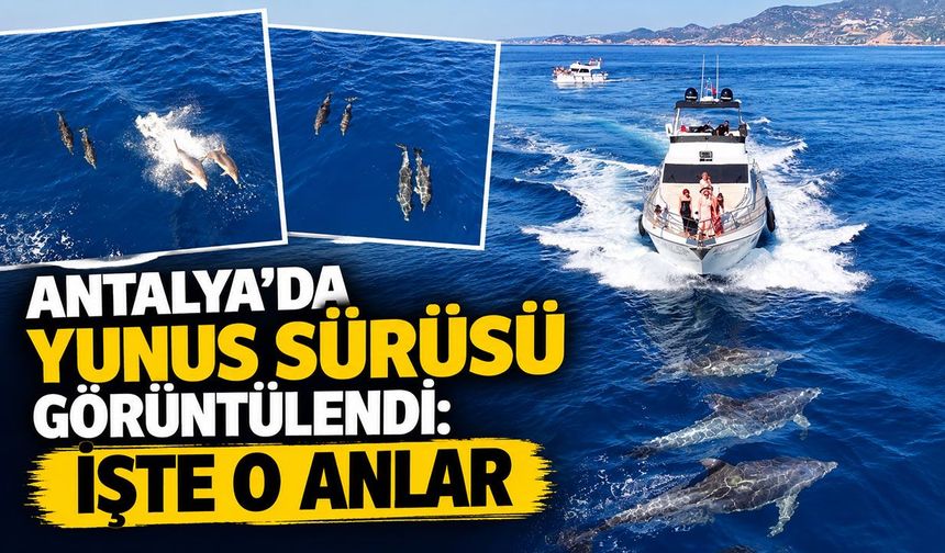 Antalya’da yunus sürüsü görüntülendi: İşte o anlar