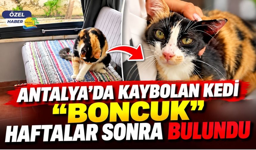 Antalya'da kaybolan kedi "Boncuk" haftalar sonra bulundu
