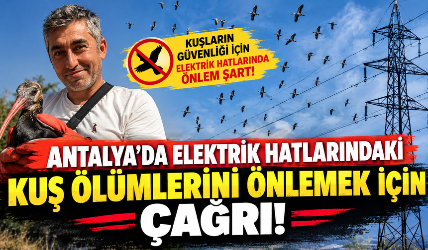 Antalya'da elektrik hatlarındaki kuş ölümlerini önlemek için çağrı!